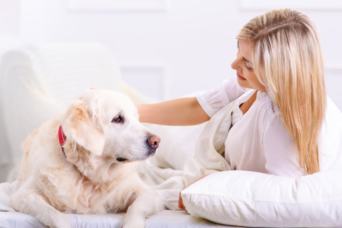 11 Signs of Joint Pain in Dogs