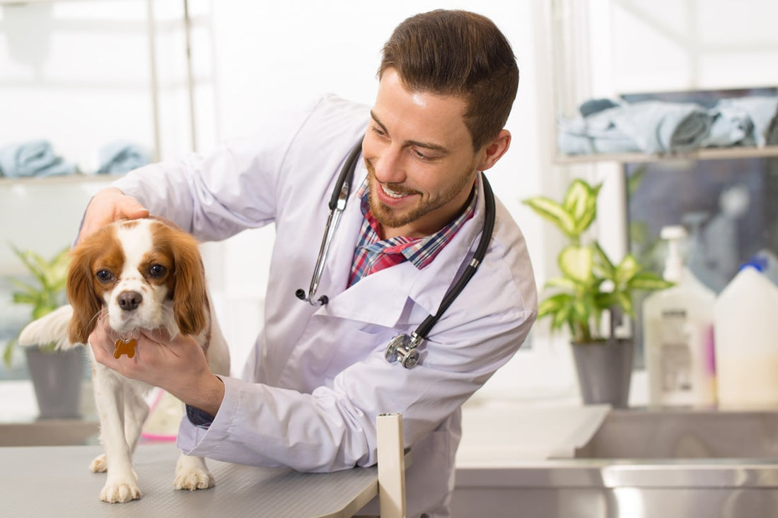 ACL Injuries in Dogs – Everything You Need to Know!