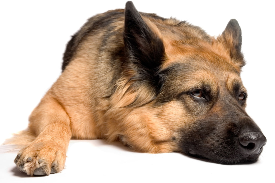 Previcox For Dogs