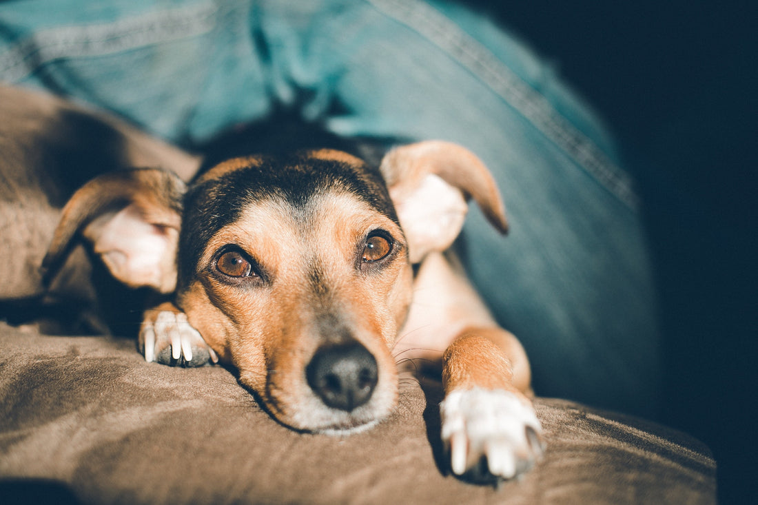 What to Look for in a Pet Joint Supplement
