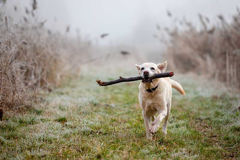 Flexpet joint supplement for dogs