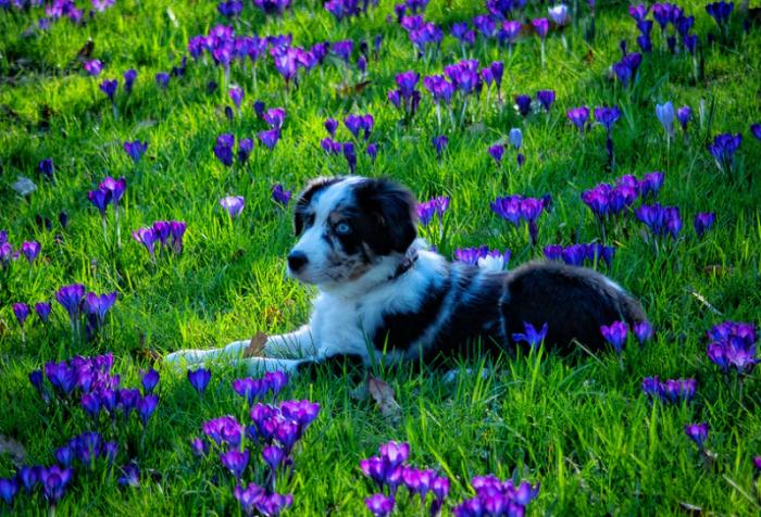 Seven Plants That Are Highly Toxic To Pets
