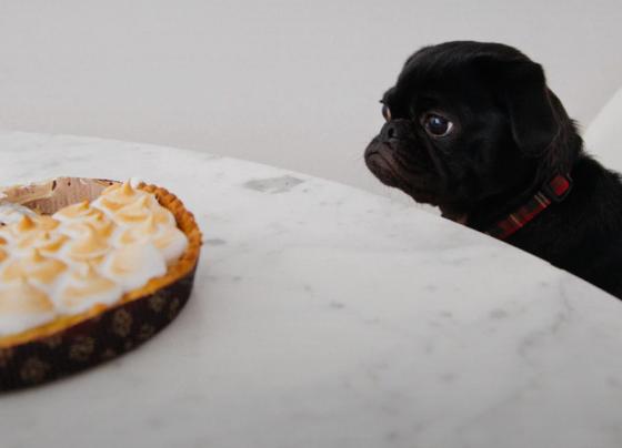 Foods That Are Poisonous To Dogs and Cats