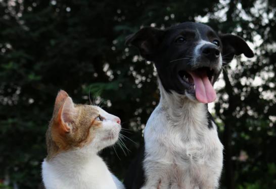 Coronavirus, COVID-19, and Pets: Dogs and Cats Information