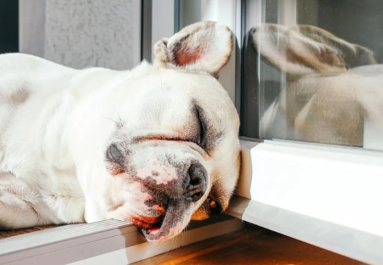dog sleeping
