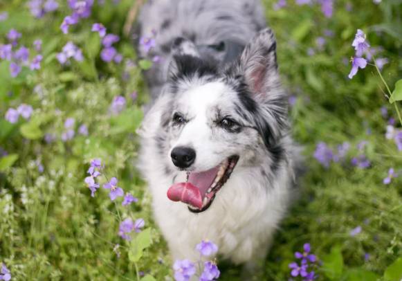 dog allergies