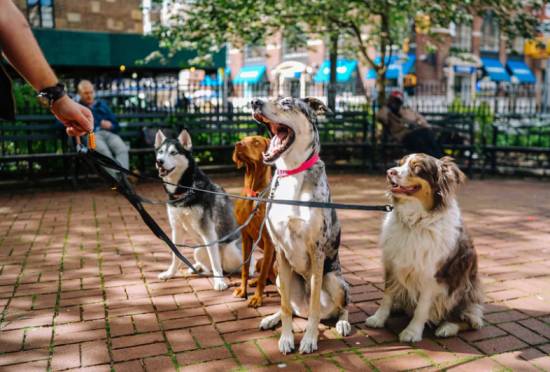 dog joint health