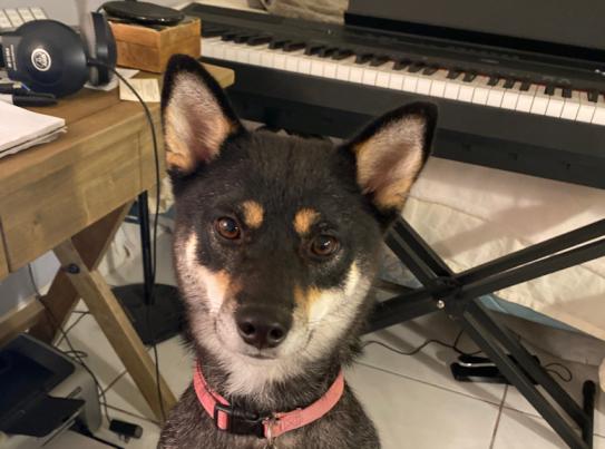 pet playlist