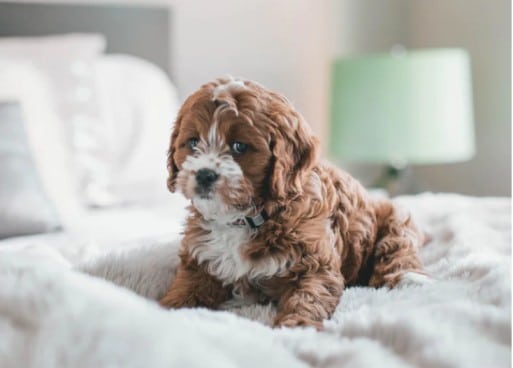 dogs coronavirus