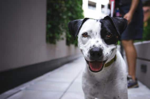 how do you know if a dog is in pain