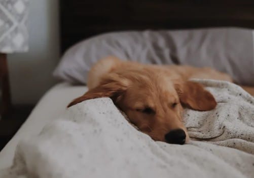 dogs personality