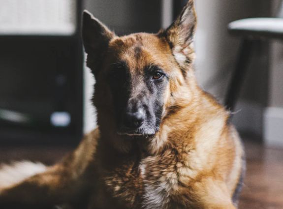 dogs personality