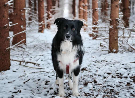 Keeping Your Dog Healthy During the Winter