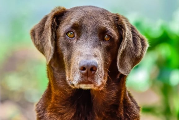aging dogs
