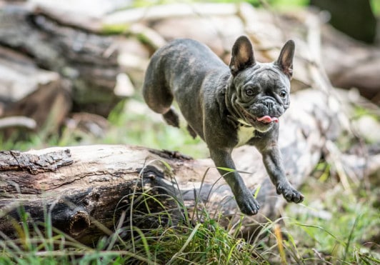 exercise your dog