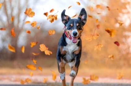 pet joint pain