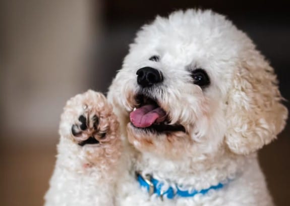paw licking