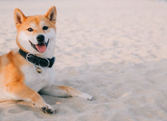 summer dog