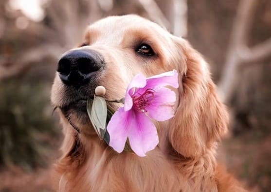 senior dog