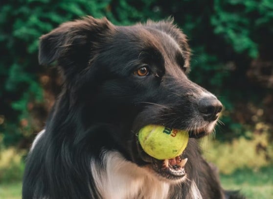 tennis balls