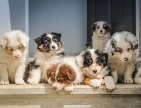 Puppies with Pain? Can Dogs Be Born With Arthritis?