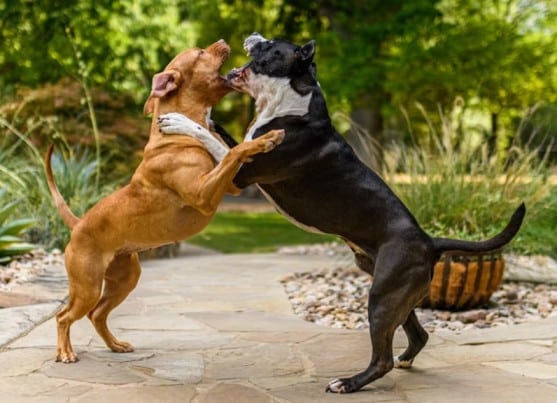 Not All Pups Are Built Alike: Dog Breeds Prone to Joint Problems