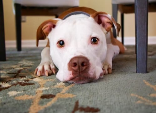Soothing Stiff Joints: Exploring Alternative Therapies for Canine Arthritis