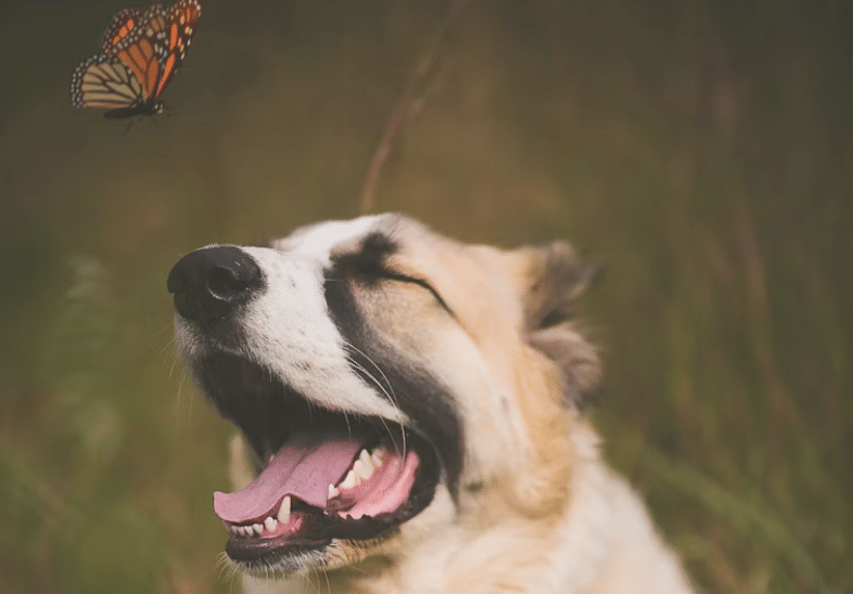 Beat the Heat: Cooling Comfort for Arthritic Dogs