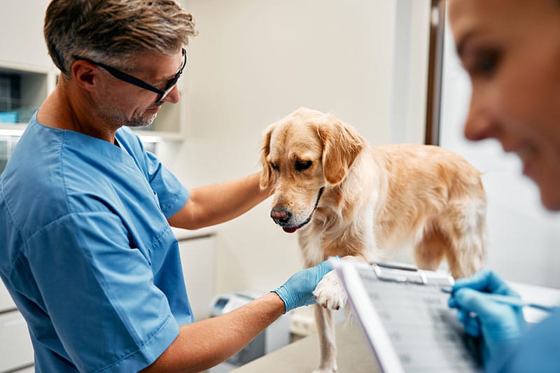 Joint Health for Pets: Support Their Mobility and Comfort