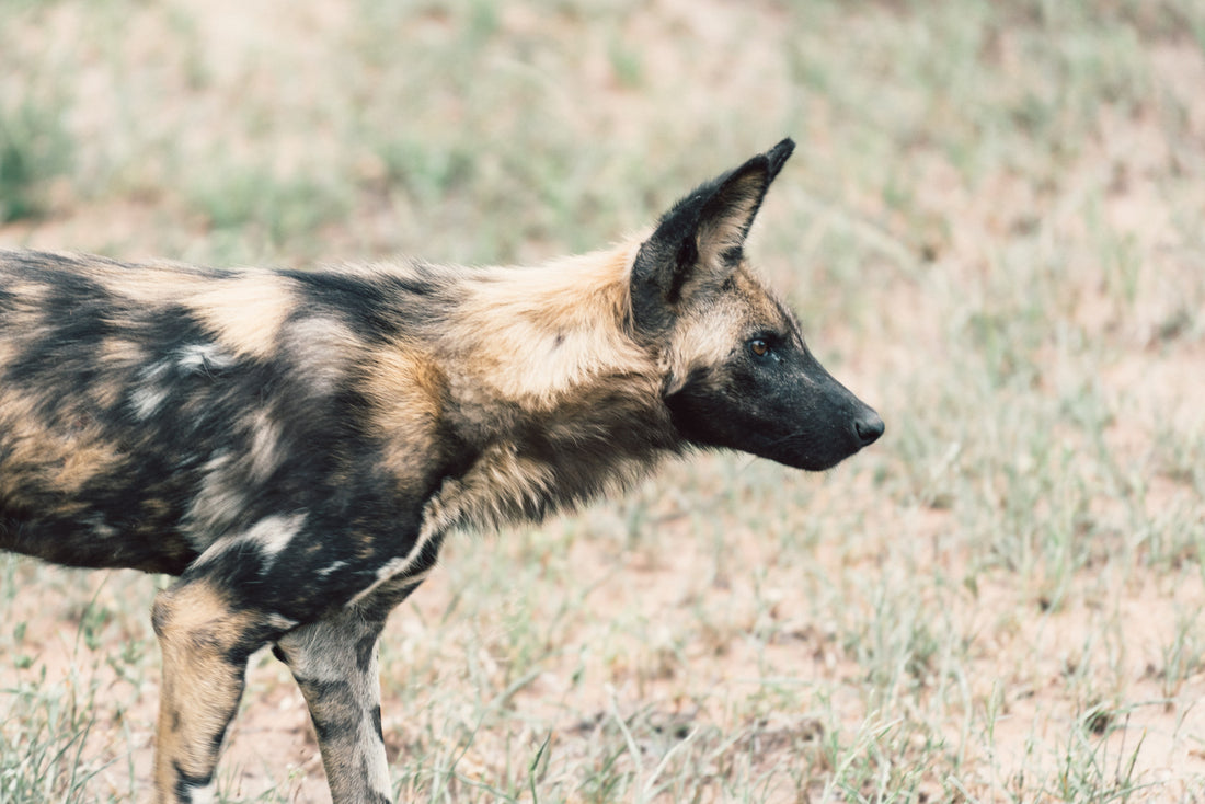Symptoms of Lyme Disease In Dogs