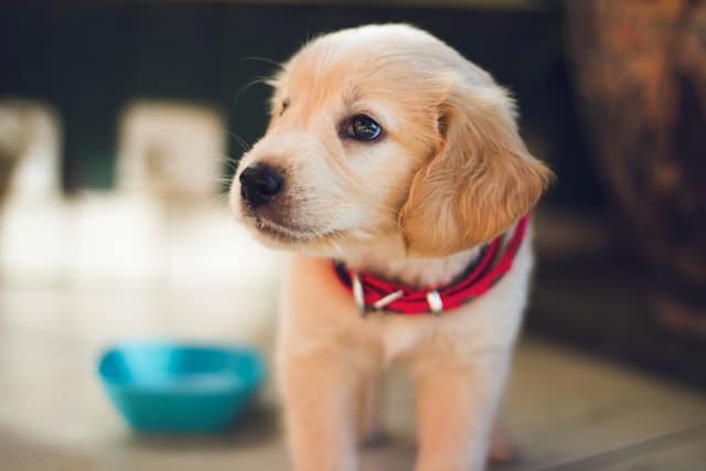 Pet Adoption On The Rise Amid Pandemic