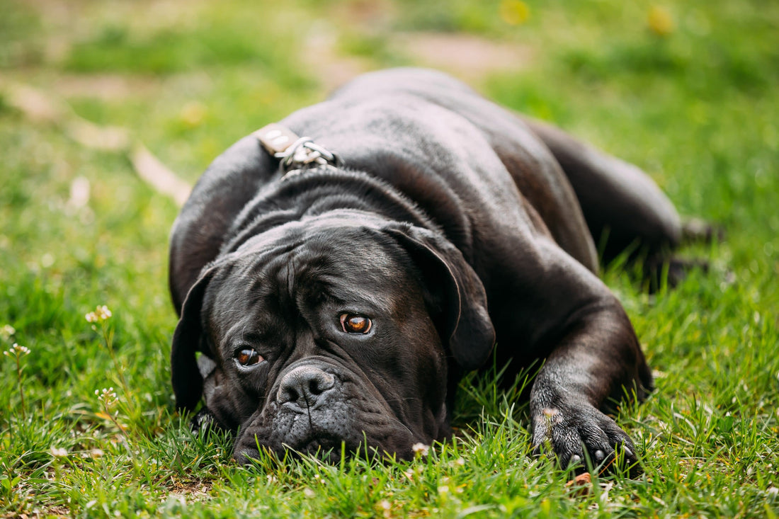 Galliprant For Dogs