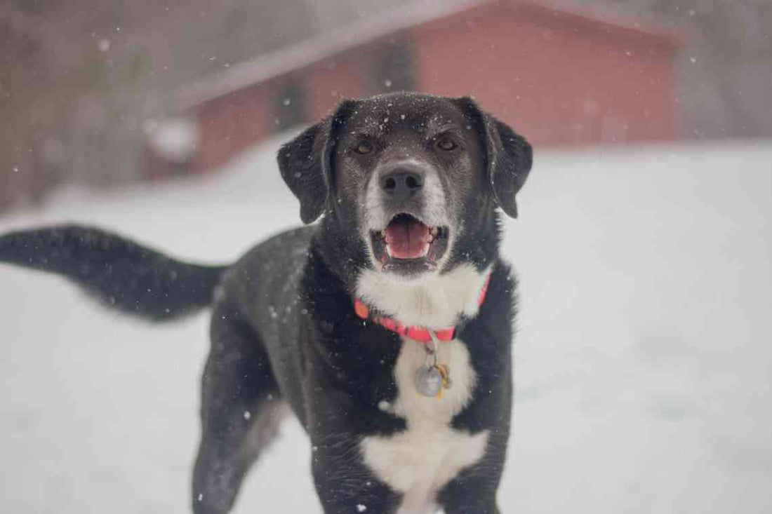 Keeping Your Pet Active During the Winter