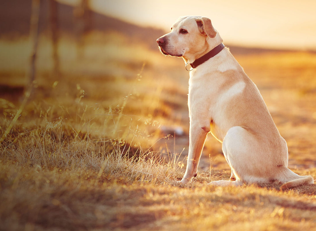 Is Glucosamine Good for Dogs?