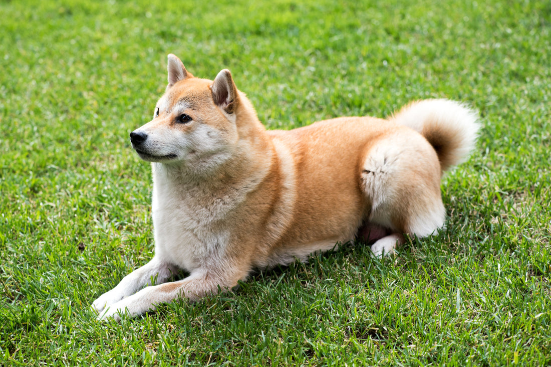 IMPA or Immune-Mediated Polyarthritis in Dogs