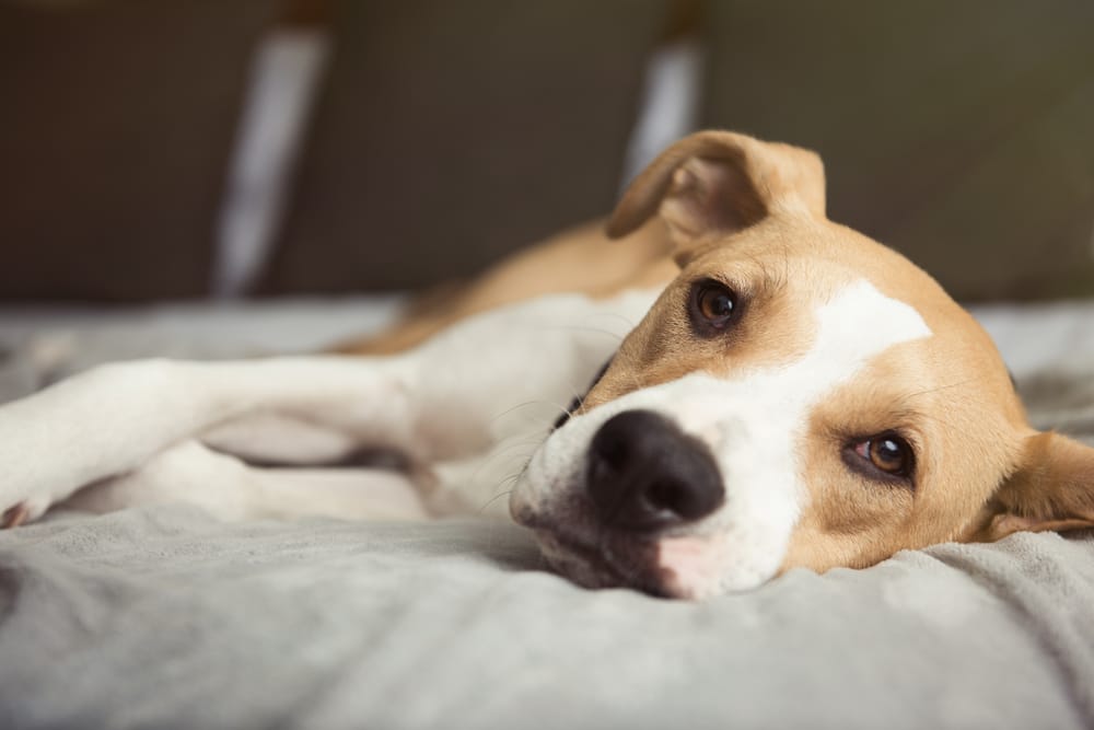 Medications for Pets