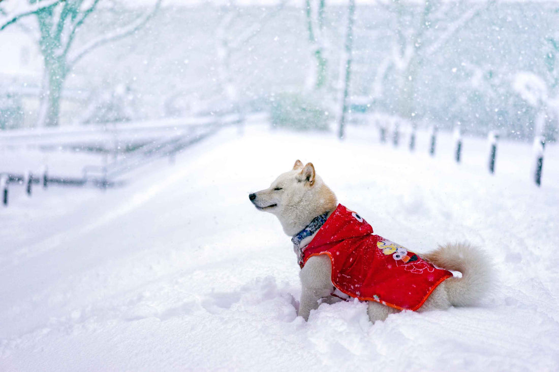 Alleviating Your Pet's Joint Pain During the Winter