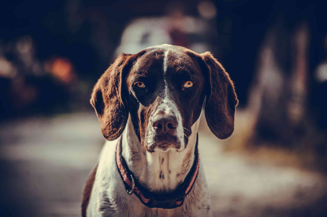 Rimadyl/Novox (Carprofen) For Dogs
