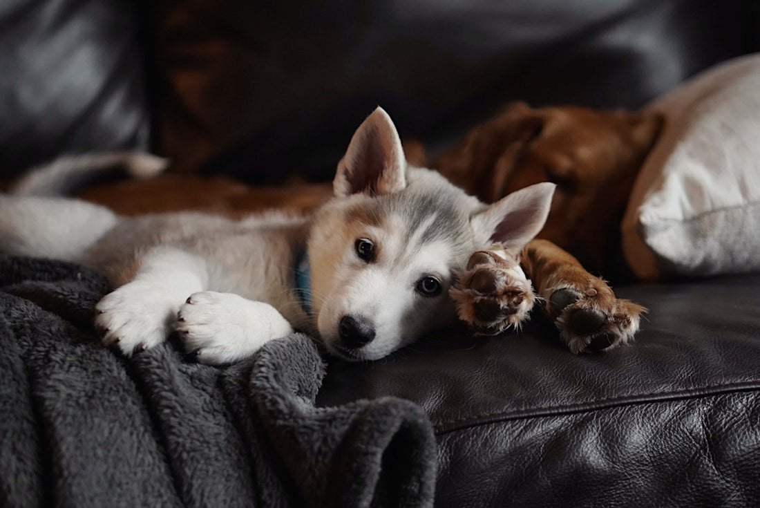 Signs of DCM in Dogs