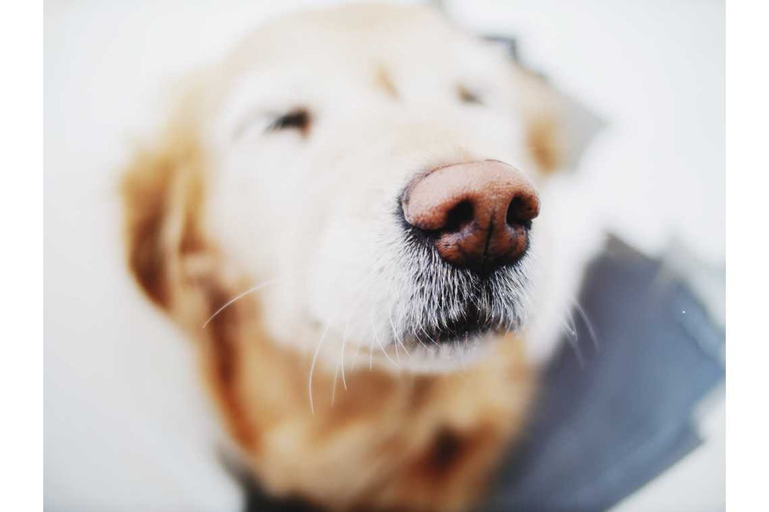 Disinfecting Your Home and Keeping Your Pet Safe