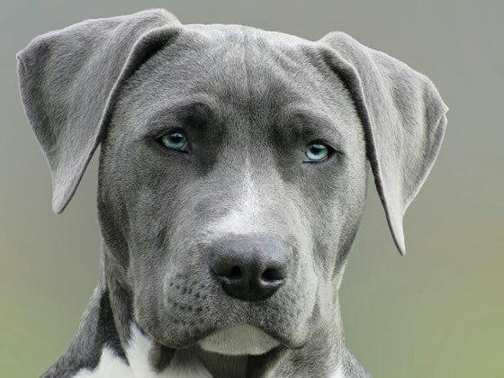senior dog