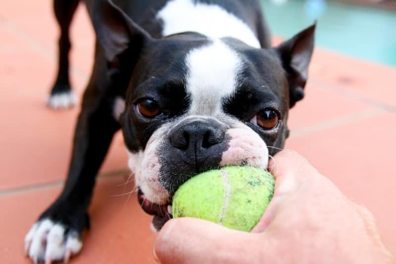 Pet Activities to Keep Arthritic Joints Healthy