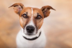 Luxating Patella in Dogs - Treatment Options
