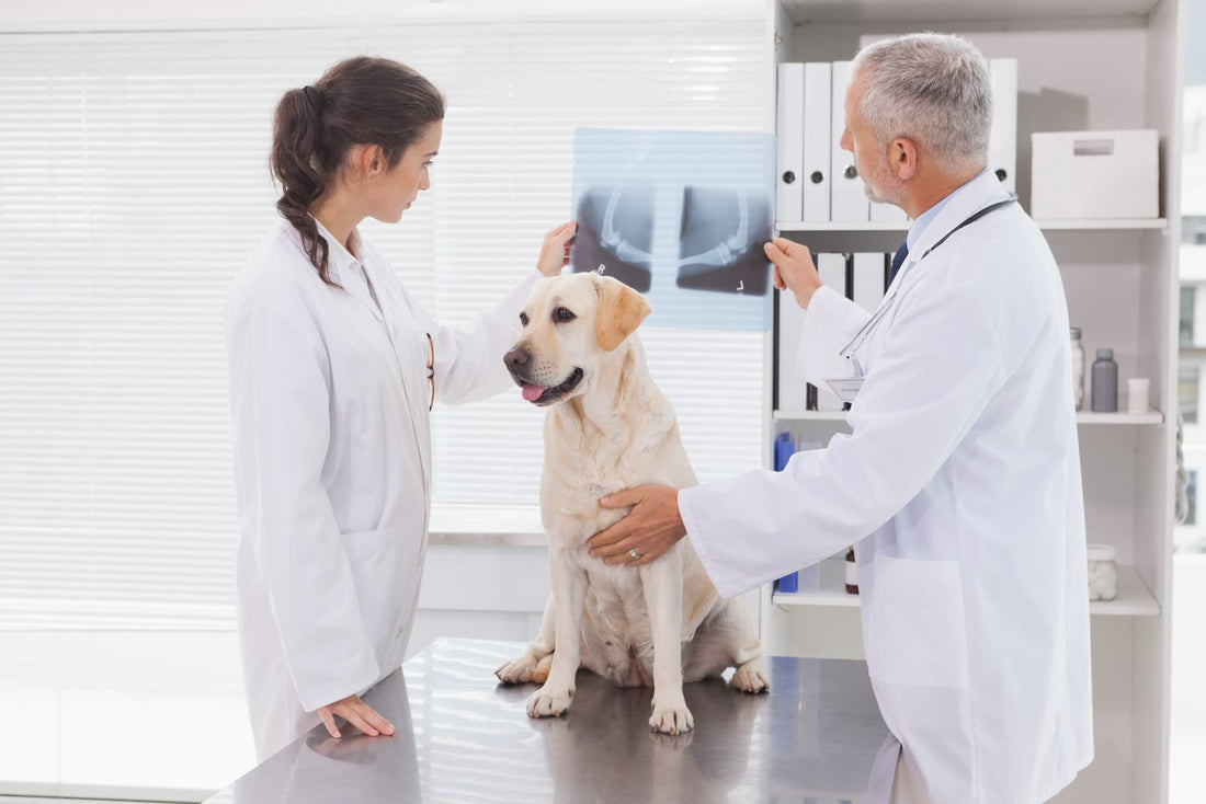 Arthritis Meds For Dogs