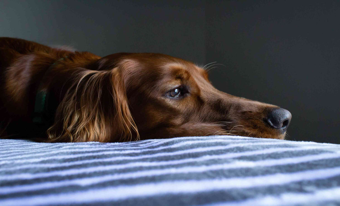 Limb Injuries in Dogs - Treatment Options