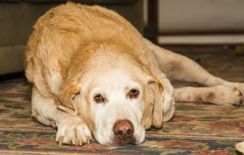 how long can a dog live with arthrits