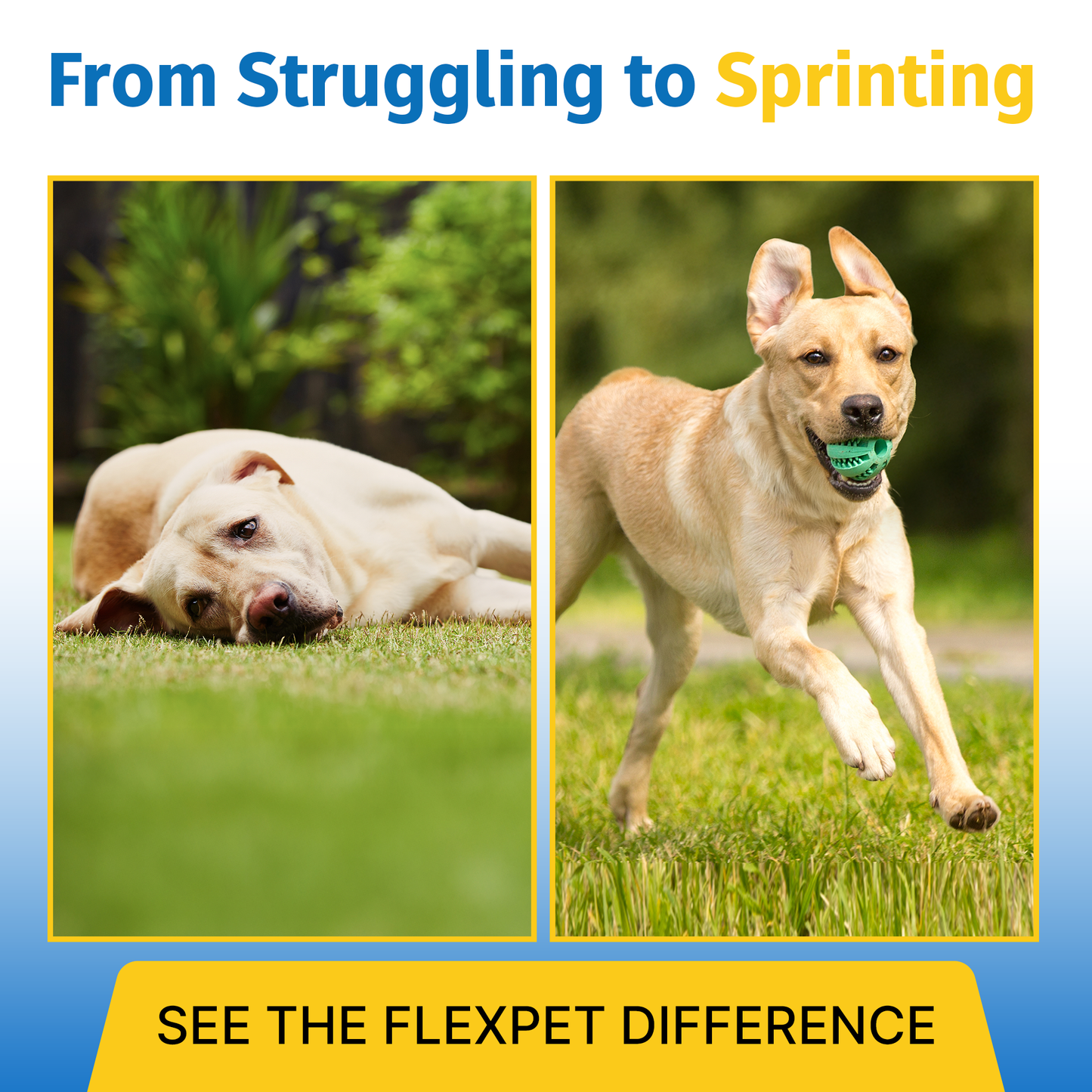 Flexpet with CM8 - Maximum Strength 60 count | Subscription