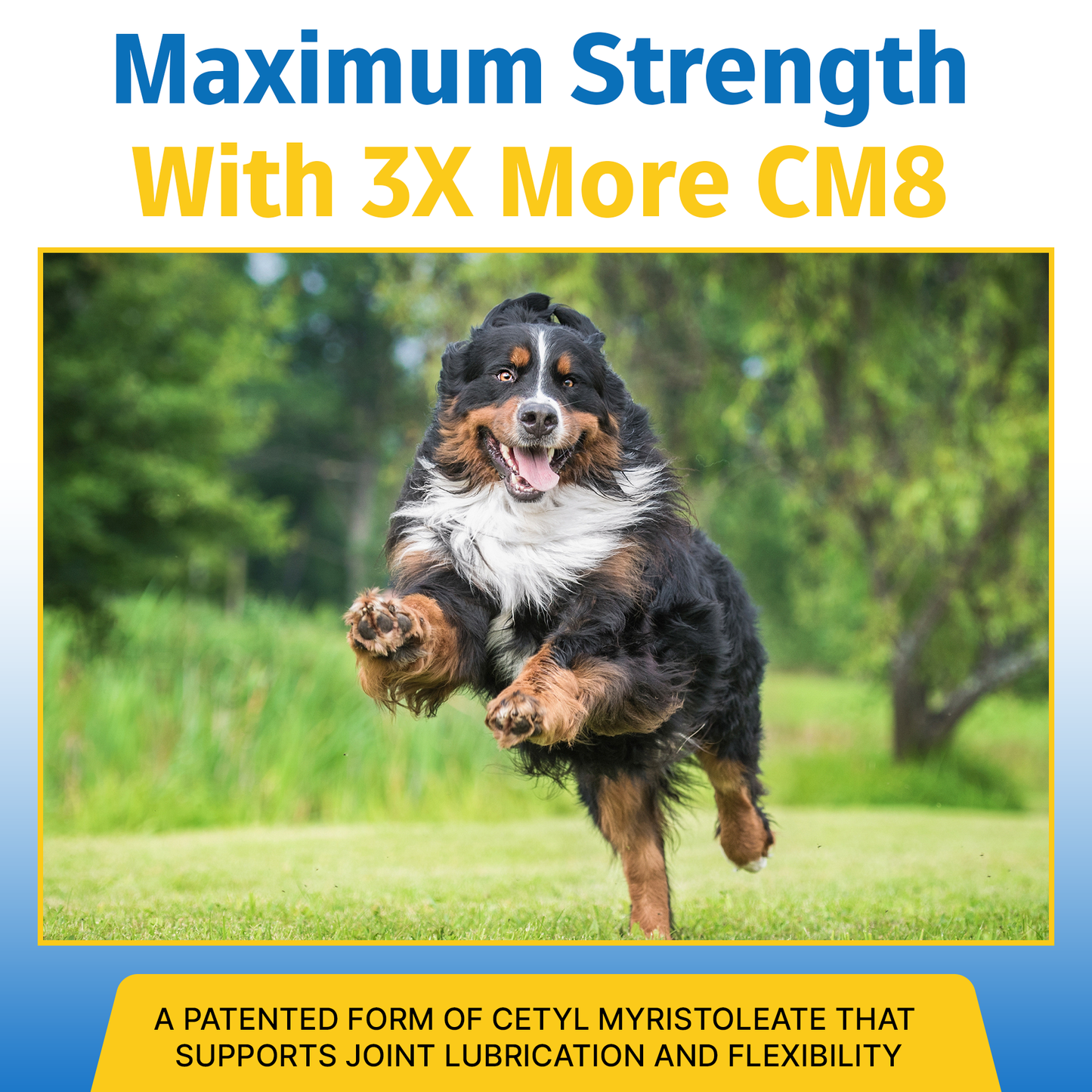 Flexpet with CM8 - Maximum Strength 60 count | Subscription