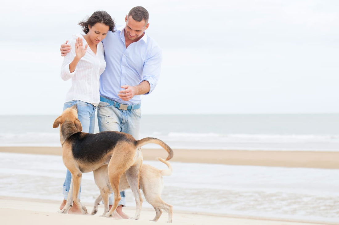Tramadol For Dogs