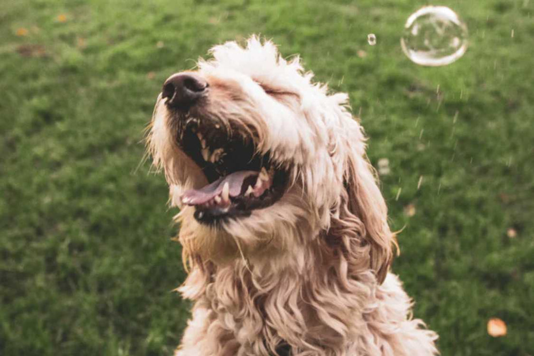 5 Stress Relieving Activities For You and Your Pet